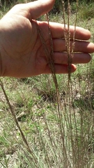 Muhlenbergia lindheimeri