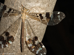 Millerleon subdolus