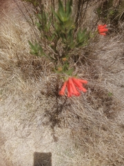 Bouvardia ternifolia