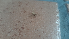 Armigeres subalbatus