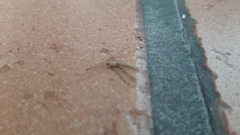 Armigeres subalbatus