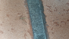 Armigeres subalbatus