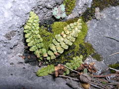 Asplenium petrarchae petrarchae