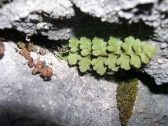Asplenium petrarchae petrarchae