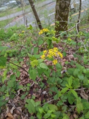 Thaspium barbinode