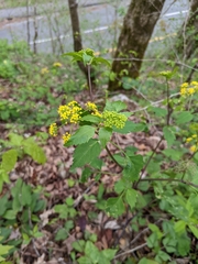 Thaspium barbinode