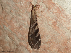 Millerleon subdolus