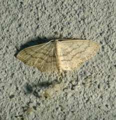 Scopula minorata