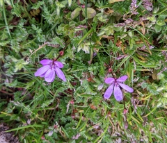 Erodium cicutarium cicutarium