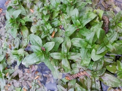 Magnoliopsida