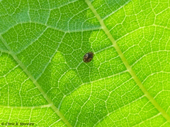 Scymnobius galapagoensis