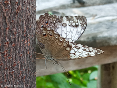 Hamadryas amphichloe