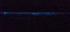 Noctiluca scintillans