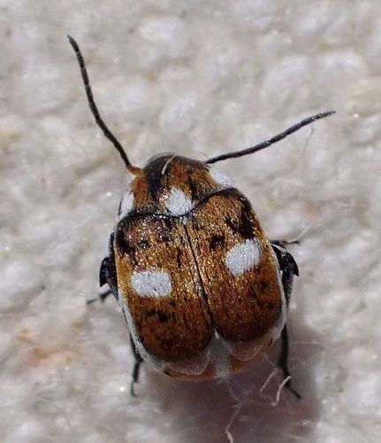 Zabrotes chandleri