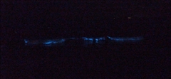 Noctiluca scintillans