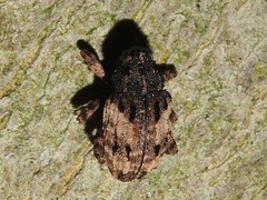 Cryptorhynchus fuscatus