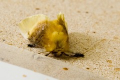 Megalopyge bissesa