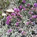 Tufted Milkvetch - Photo (c) Sarah Vinge-Mazer, some rights reserved (CC BY-NC-SA), uploaded by Sarah Vinge-Mazer