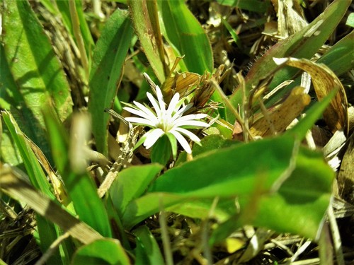 (Chaptalia runcinata)