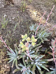 Dudleya virens hassei