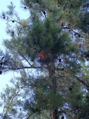 Cronartium conigenum