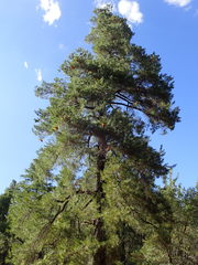 Cronartium conigenum