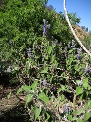 Salvia melissodora
