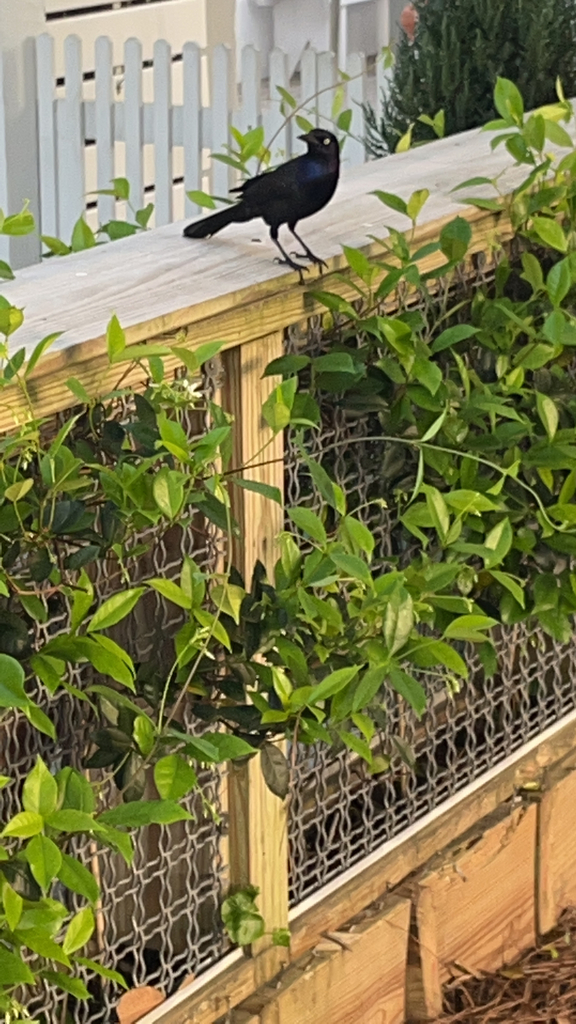 Alabama Boat-tailed Grackle