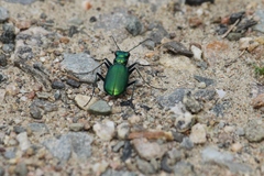Cicindela denikei