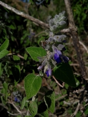 Salvia melissodora