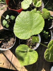 Abutilon grandifolium