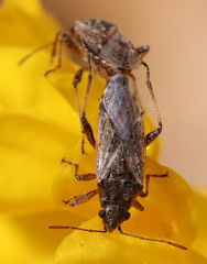 Nysiini