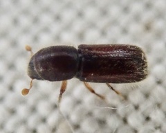 Xylocleptes bispinus