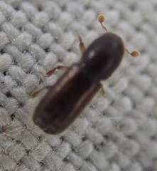 Xylocleptes bispinus