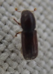Xylocleptes bispinus