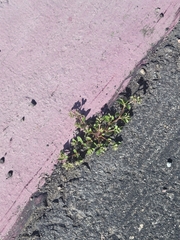 Polycarpon tetraphyllum tetraphyllum