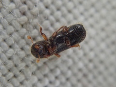 Xylocleptes bispinus