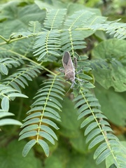 Physomerus grossipes