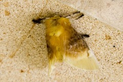 Megalopyge bissesa