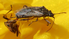 Nysiini