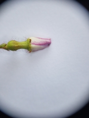 Rhexia mariana mariana