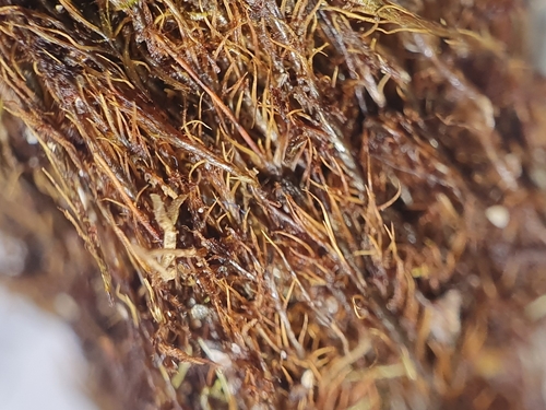 Image of Distichium inclinatum by no rights reserved