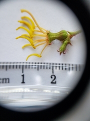 Rhexia mariana mariana