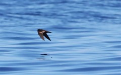 Hydrobates microsoma