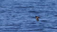 Hydrobates microsoma