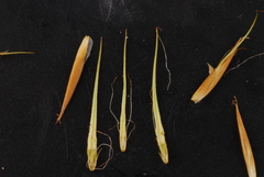 Rhynchospora corniculata