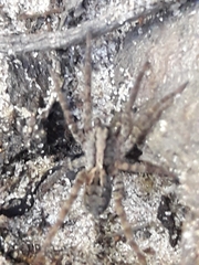 Schizocosa malitiosa