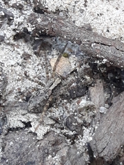 Schizocosa malitiosa