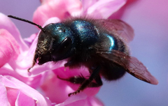 Osmia ribifloris
