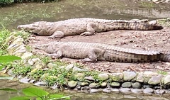 Crocodylus intermedius